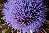 artischockenblüte